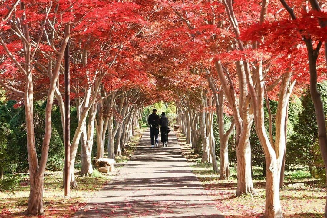 LIFE with CAMERAのインスタグラム：「ノムラモミジのトンネル🍁 Photo by @pg__life https://buff.ly/3SLK9XM . ＼ユーザーのみなさまの作品を紹介中／ . EOS M200・M100・M10に限らず、すべてのCanonのカメラで撮影された写真や動画に、指定のハッシュタグをつけて投稿いただいた作品をシェアさせていただきます！ . ▽指定ハッシュタグはこちら #LIFEwithCAMERA + #機材名 （例：#eosm200、#eosr10、#powershotg7xmk3など） . （※）紹介させていただく際は事前にご連絡はいたしませんのでご了承ください。 （※）投稿いただく写真に使用される著作物、肖像については、ご本人が著作権を有するもの、又は権利者から事前に使用承諾を得たものであるものとします。ご投稿いただく写真に関して万一問題が生じた場合は当事務局は責任を負いかねますことご了承ください。 . Canonのカメラの詳細は、本アカウントのプロフィール（ @canon_eosm ）にあるURLからご覧ください。 . #CanonEOSR10 #EOSR10 #R10 #LIFEwithCAMERA #LIFE_with_CAMERA #カメラのある生活 #Canon #キヤノン #EOS #powershot」