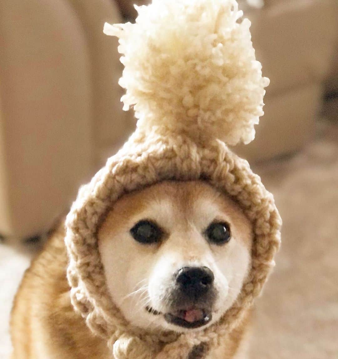 くるみのインスタグラム：「ことしもちょこんとさんの コッコフード🐓お願いしました🐻 かわい〜😊」