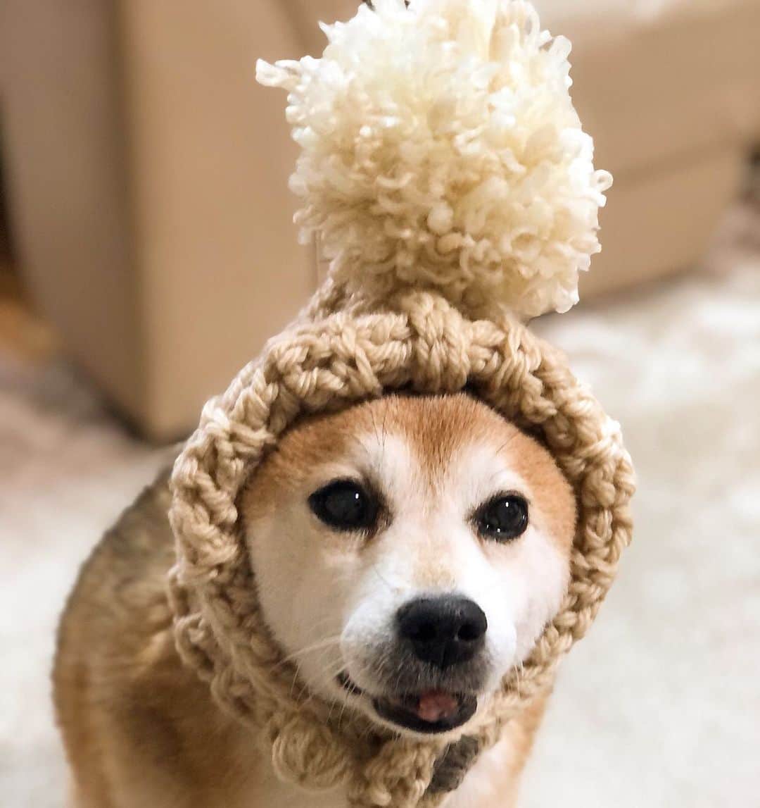 くるみさんのインスタグラム写真 - (くるみInstagram)「ことしもちょこんとさんの コッコフード🐓お願いしました🐻 かわい〜😊」11月19日 11時41分 - kurukurukurumi222