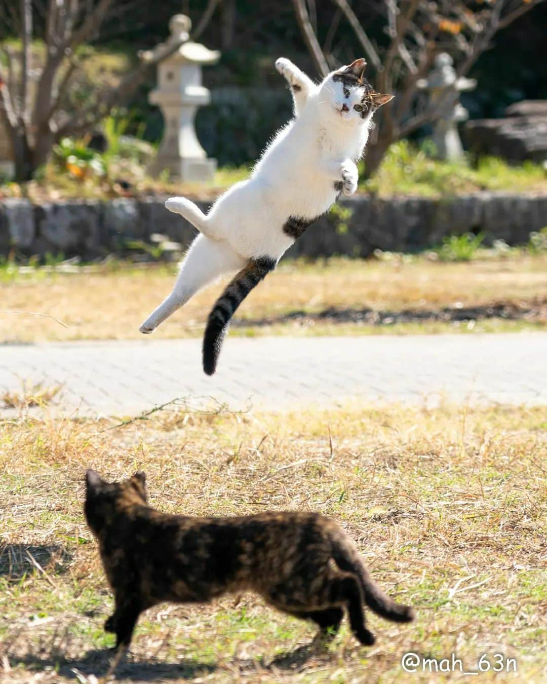 東京カメラ部公式さんのインスタグラム写真 - (東京カメラ部公式Instagram)「「@nekoclub_jpn」アカウントへの @mah_63n さんの投稿作品。いいね＆コメント大歓迎です。  東京カメラ部分室 NEKOくらぶの公式アカウントでは #nekoclub #NEKOくらぶ をつけて投稿いただいた皆さんの猫写真をFacebook、instagram、Twitterで紹介中です。  ※NEKOくらぶの公式アカウントでシェアさせていただいた作品は、東京カメラ部YouTubeアカウントでも投稿者様のお名前入りでご紹介させていただく場合があります。これらの使用に関して原則通知は行いませんので、予めご了承ください。 ※各種法令、マナー、関係者の指示に従った撮影をお願いします。 *Please ensure that your photography adheres to all relevant laws, etiquette, and instructions issued by authorized persons. ※本アカウントは東京カメラ部がFacebook、Instagramのサービスを利用して運営しているもので、Meta社・Instagramとは一切関係ありません。 . 【ご注意ください】 東京カメラ部を名乗るなりすましアカウントが確認されています。東京カメラ部Instagramアカウントは、利用（投稿、閲覧）のために費用をいただくことはありません。 東京カメラ部に関連するアカウントは東京カメラ部（ @tokyocameraclub ）がフォローしているアカウントのみとなります。（tuchong_opensee除く） . Follow: @nekoclub_jpn . #nekoclub #NEKOくらぶ #Japan #Photo #写真 #日本 #cat #ネコ #ねこ #猫」11月19日 12時00分 - tokyocameraclub