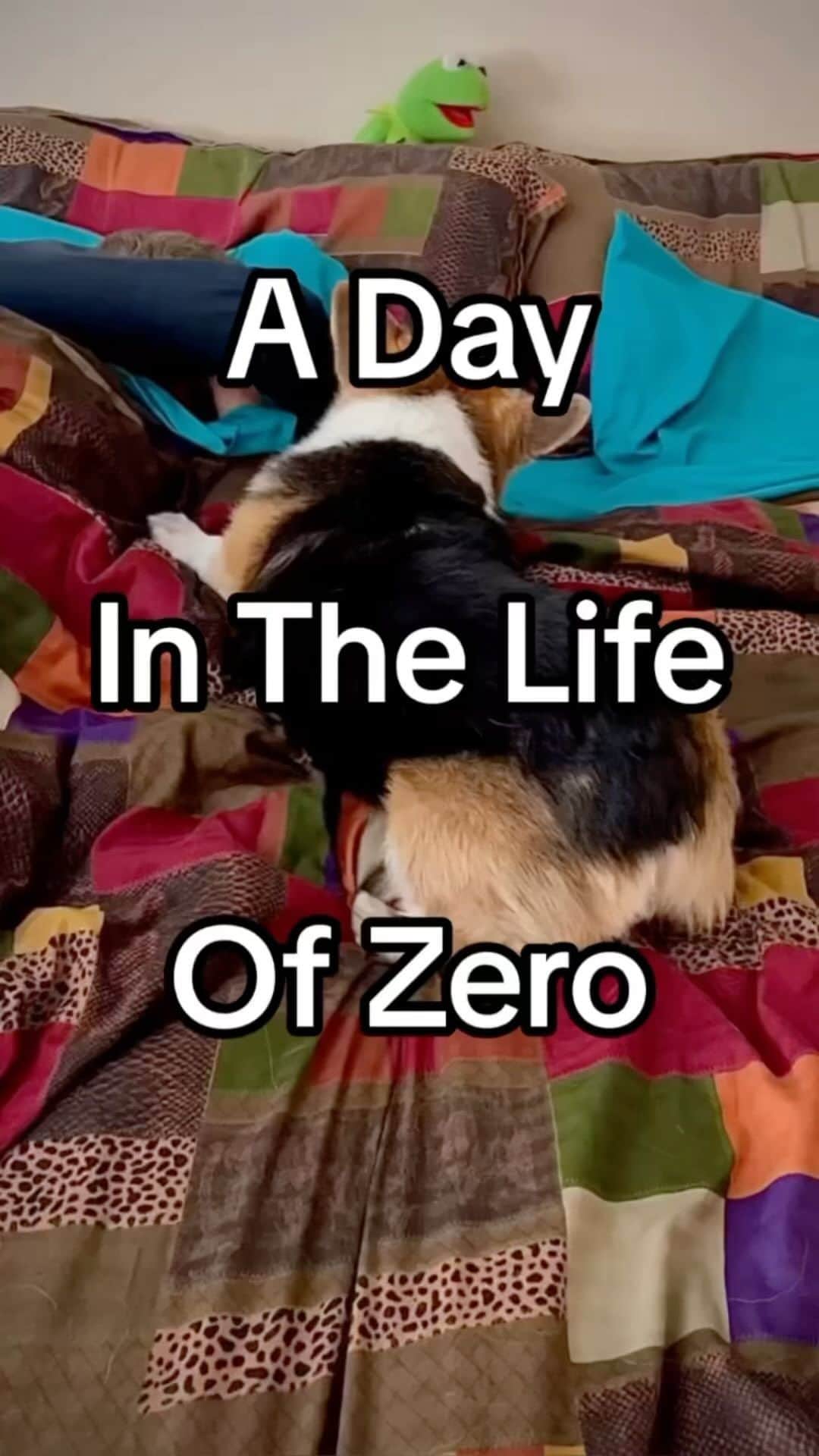 DogsOf Instagramのインスタグラム：「TAKEOVER with @corgi_zero! Head to our stories to follow along on all the adventures today! What keeps this fluffy butt going strong all day long? @earthanimal1979’s new Wisdom Air-Dried dog food recipes! Save 20% on any Wisdom 2 lb bags with code: DogsofIG20 - link in bio 😋 While you’re there, be sure to check out their new No-Hide Strips - perfect for when craving a quick chew on the go!  #takeover #wisdomdogfood #earthanimal #corgibutts #dogsofinstagram #dailyfluff #nohide」