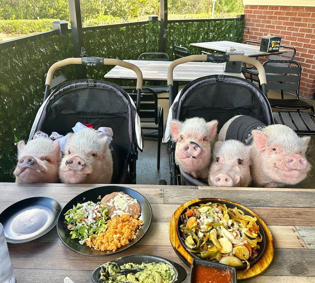 Priscilla and Poppletonのインスタグラム：「The boys introduced me and Posey to their favorite sport’s bar for today’s game. Alabama is looking good and so are these veggie fajitas. Can we get a ROLL TIDE?🐷🥑 #alabama #crimsontide #poseyandpink #piggypenn #rolltide #PrissyandPop」