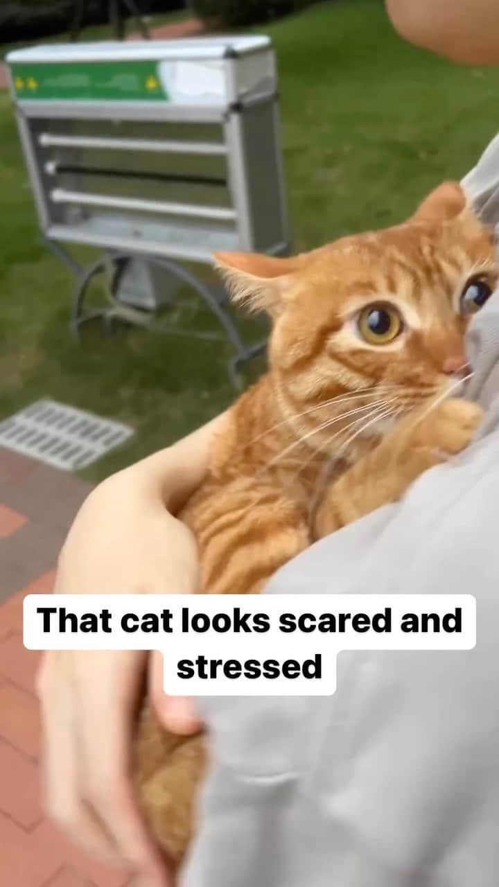 Cute Pets Dogs Catsのインスタグラム：「That cat looks scared and stressed.  Credit: adorable @是芙芙宝贝呀 | DY ** For all crediting issues and removals pls 𝐄𝐦𝐚𝐢𝐥 𝐮𝐬 ☺️  𝐍𝐨𝐭𝐞: we don’t own this video/pics, all rights go to their respective owners. If owner is not provided, tagged (meaning we couldn’t find who is the owner), 𝐩𝐥𝐬 𝐄𝐦𝐚𝐢𝐥 𝐮𝐬 with 𝐬𝐮𝐛𝐣𝐞𝐜𝐭 “𝐂𝐫𝐞𝐝𝐢𝐭 𝐈𝐬𝐬𝐮𝐞𝐬” and 𝐨𝐰𝐧𝐞𝐫 𝐰𝐢𝐥𝐥 𝐛𝐞 𝐭𝐚𝐠𝐠𝐞𝐝 𝐬𝐡𝐨𝐫𝐭𝐥𝐲 𝐚𝐟𝐭𝐞𝐫.  We have been building this community for over 6 years, but 𝐞𝐯𝐞𝐫𝐲 𝐫𝐞𝐩𝐨𝐫𝐭 𝐜𝐨𝐮𝐥𝐝 𝐠𝐞𝐭 𝐨𝐮𝐫 𝐩𝐚𝐠𝐞 𝐝𝐞𝐥𝐞𝐭𝐞𝐝, pls email us first. **」