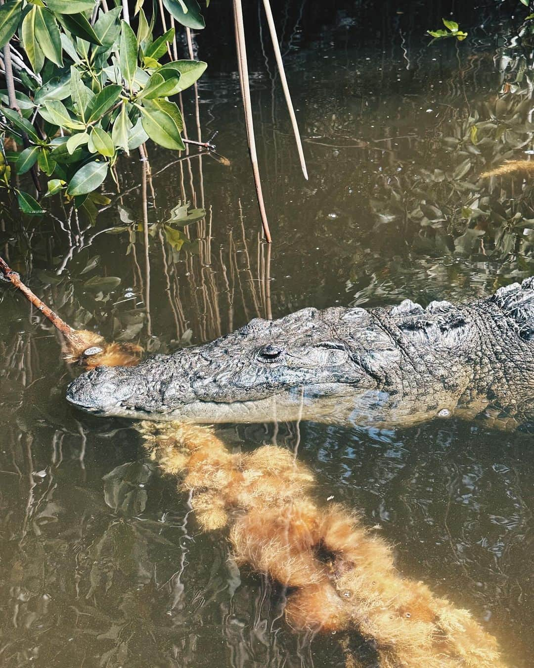 sananasさんのインスタグラム写真 - (sananasInstagram)「AHH ! 😨🐊 À votre avis je suis choquée parce que : A)Mon vlog est en ligne ? B)Je me rends compte que je me suis baignée à 5km de là où j’ai vu le crocodile ? C) Les deux. Votre réponse dans les coms 😂  Et sinon voici quelques potes qui ont accepté de poser.  #RioLagartos」11月19日 5時51分 - sananas2106