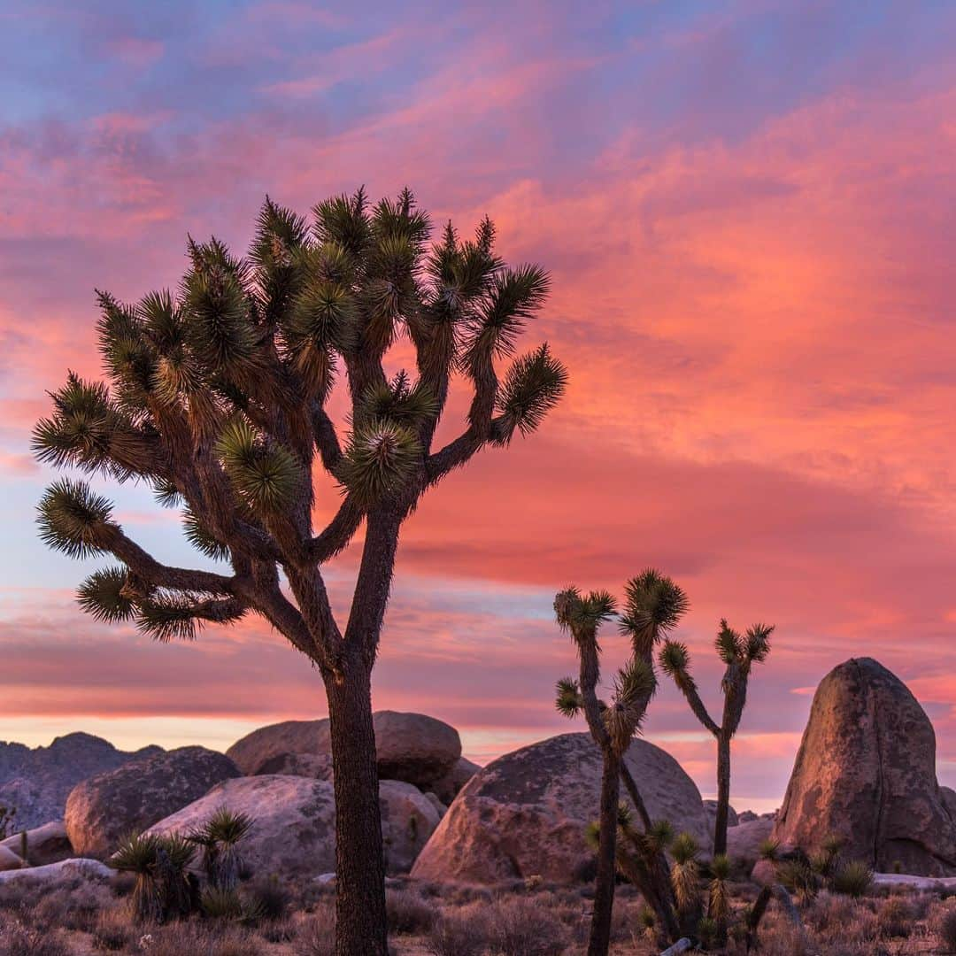 アメリカ内務省さんのインスタグラム写真 - (アメリカ内務省Instagram)「Vibrant colors from the day's last light at @joshuatreenps give us pause. The park protects nearly 800,000 acres of the California desert and is home to extensive stands of Joshua trees, rugged canyons and mesmerizing rock formations.    There's so much to do at Joshua Tree! Nature walks, backpacking trips, stargazing, photography, wildflower viewing and so much more.    Photo by Brad Sutton / NPS    #joshuatree #publiclands   Alt Text: The sky turns hues of pink and purple in Lost Horse Valley over several Joshua trees and large boulders.」11月19日 6時07分 - usinterior