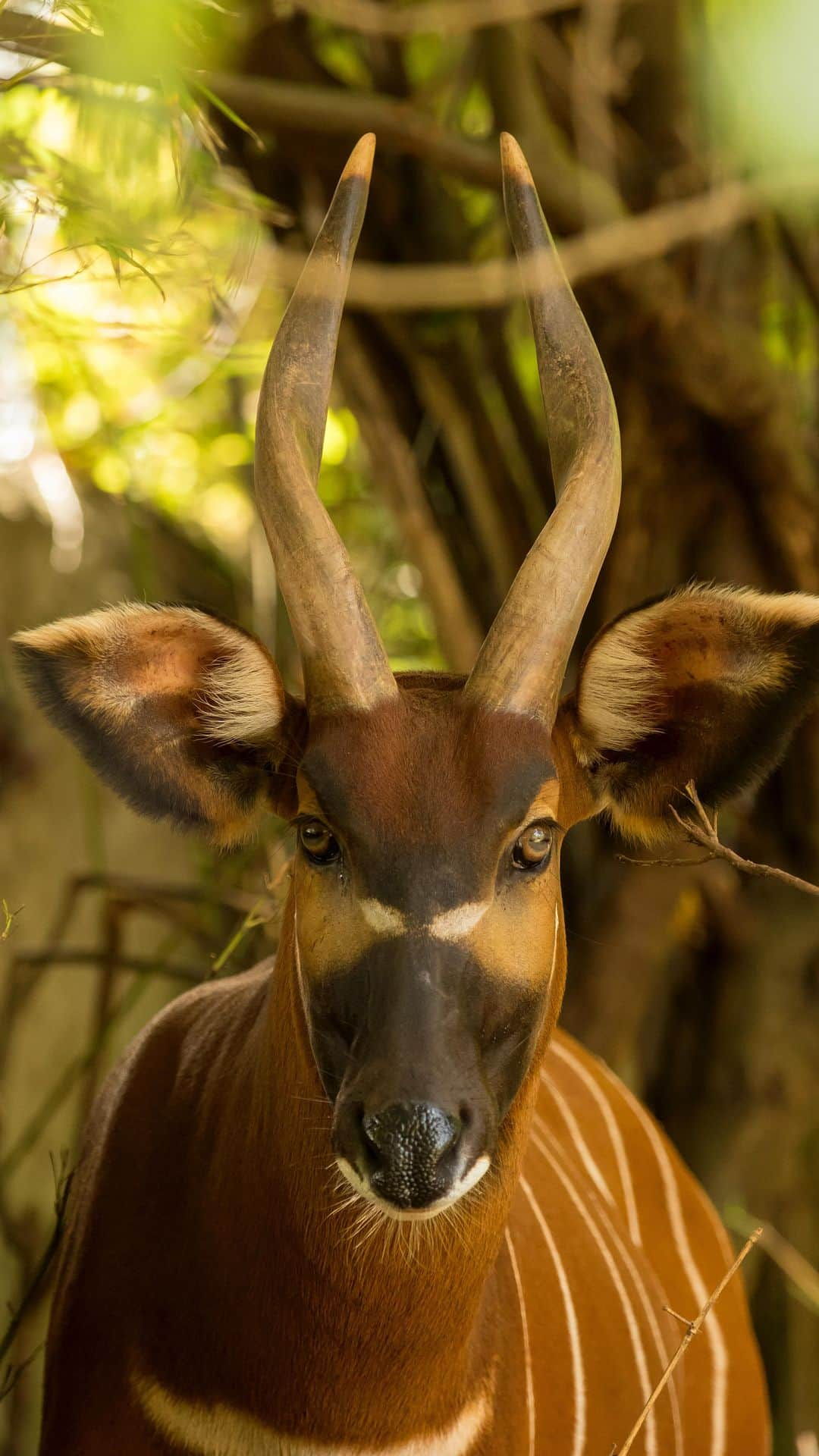 タロンガ動物園のインスタグラム：「Ever wanted to meet a critically endangered Bongo? 🦌   During our unforgettable Keeper for a Day experience, our expert keepers bring you up close with a range of species, including Taronga’s resident Bongo, Ekundu.  Run, don’t walk - our 20% Spring Saver offer is only available until 30 November. Don’t miss your chance to go behind-the-scenes at Taronga and witness the magic of wildlife up close, all at a huge discount. Link in bio to book today and save.」