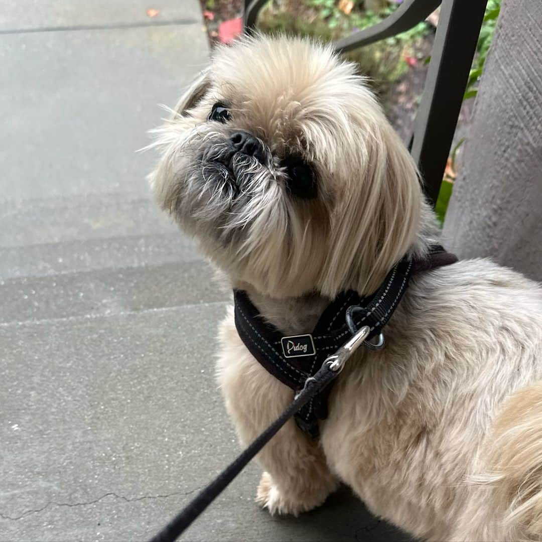 Dougie the Shih Tzuのインスタグラム：「Smooshy.」