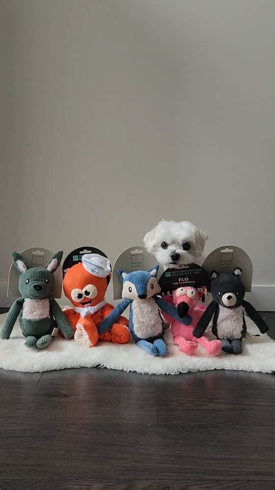 Toby LittleDudeのインスタグラム：「Attention please 😂  Toys from @fuzzyard_ca now shipping to 🇨🇦 - THEO10 for 10% OFF.  #dogtoys #maltese #theothemaltese #attentionseeker」