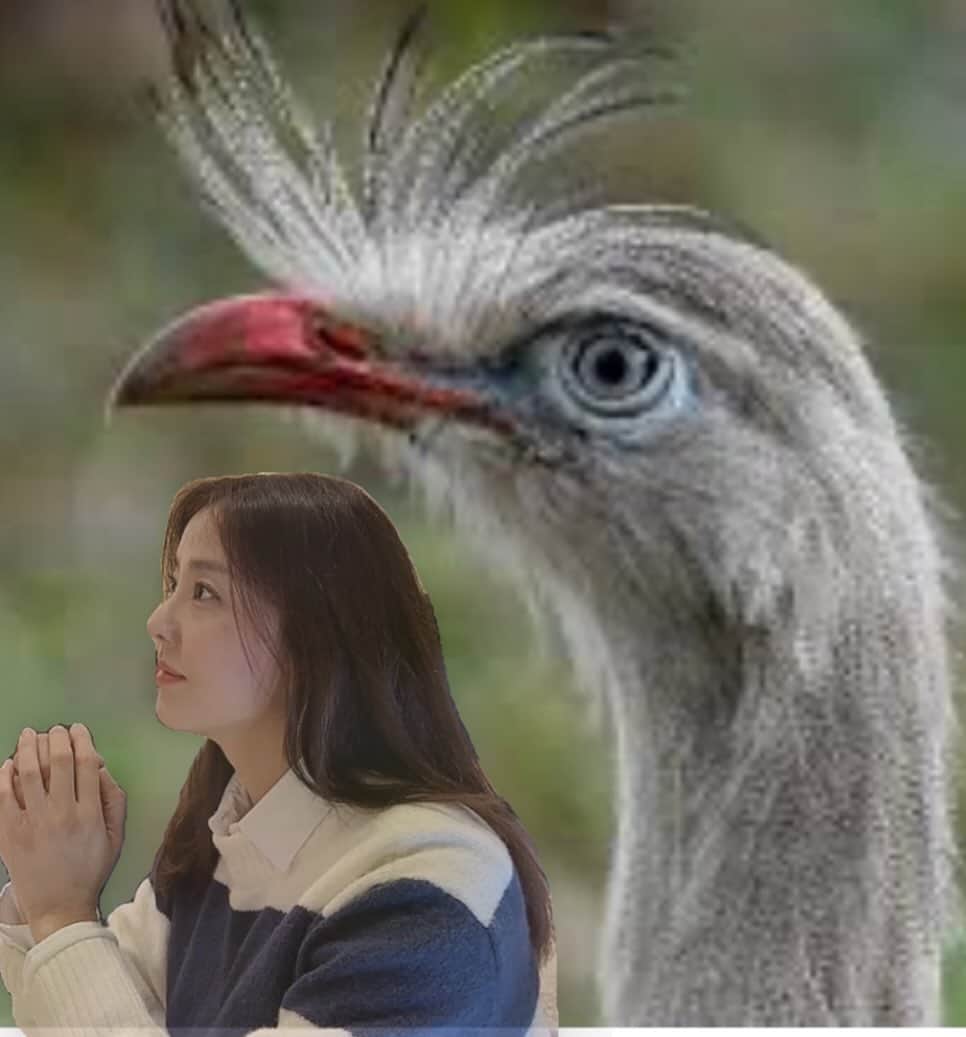 パク・ウネのインスタグラム：「재완이가 나 닮았다고 하는 새 .. #느시사촌 #seriema  계속 보니 닮은 듯도 .. 😀」
