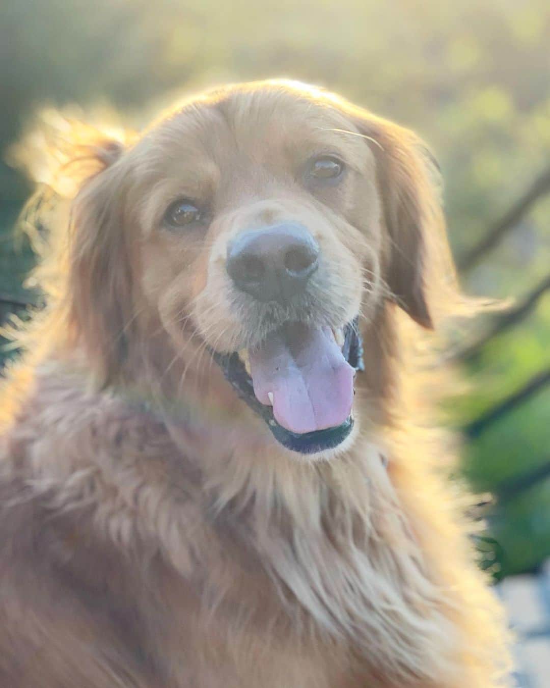 クリス・コルファーのインスタグラム：「Our beautiful and beloved Cooper has crossed the rainbow bridge. He was the most loving dog I’ve ever known, always the life of the party, a natural ladies man, an obsessive athlete, the warmest snuggle-bug, and sometimes a total diva.  Cooper cast a spell on everyone he met. On the day we adopted him from the @SCGRR, the whole neighborhood came to his foster home to wish him farewell. On the the day we lost him, the entire staff of the veterinarian hospital came to his room to say goodbye.   The hardest part of being his dad was knowing I’d never be as attractive, charismatic, or photogenic as him. The rest was heaven.   Your daddies love you so much, Scoop-Scoop. Thanks for being our bubba. We will miss you forever. ❤️」