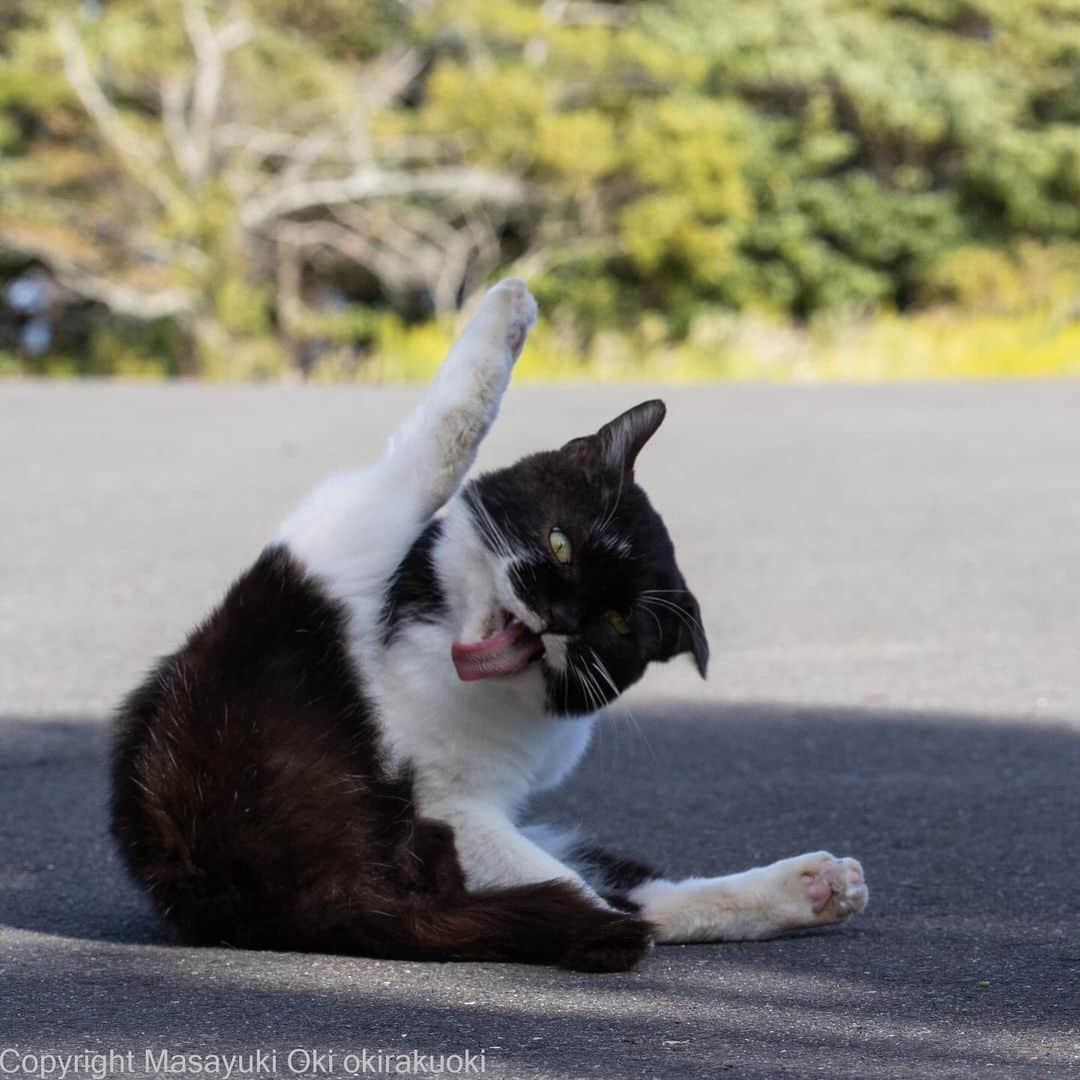 Masayukiのインスタグラム：「猟奇的な一面。  #cat #ねこ #猫 #東京カメラ部 #nekoclub  #yourshotphotographer  #my_eos_photo」