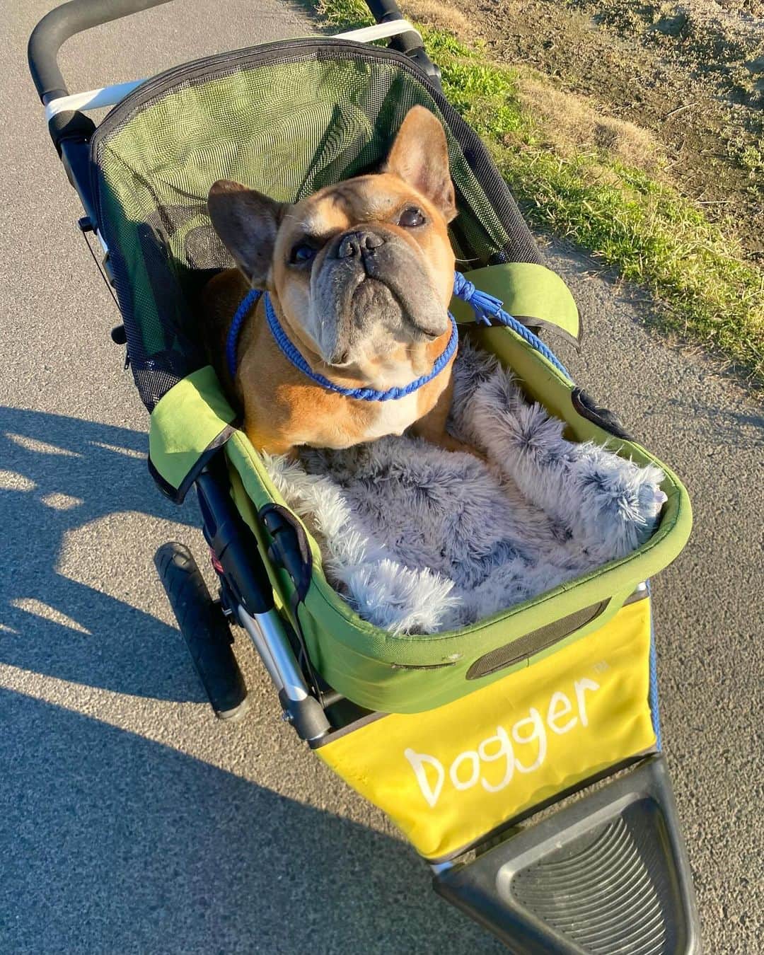 trs0609さんのインスタグラム写真 - (trs0609Instagram)「. . . 犬の睡眠ブランドで有名な @huggysleep さんの癒しのクレートクッション✨ . ボタン🔘を止めると単体でベッドになるから、そのまま使ってもいいし、カート🛒やクレートに敷いたり、広げてカフェマットとしても👍✨ . 両面リバーシブルになってるから夏ひんやり冬あったか年中使えるよ☝️ . ちょっとしたプレゼントにもいいね🎁✨ . . ※購入時「TRS10」のクーポンコードで10%OFF になるから気になる方は是非使ってね😉✅ . URLリンク： https://huggysleep.com . . #カートに敷けるモコモコ欲しかった#いろいろ使えるね #huggysleep#ハギースリープ#癒しのクレートクッション#pr #frenchbulldog #frenchies1#frenchieworld #redfawn #tigerbrindle#フレンチブルドッグ #フレブル#フォーン#タイガーブリンドル#多頭飼い#トーラスとジュニパー」11月19日 9時28分 - trs0609