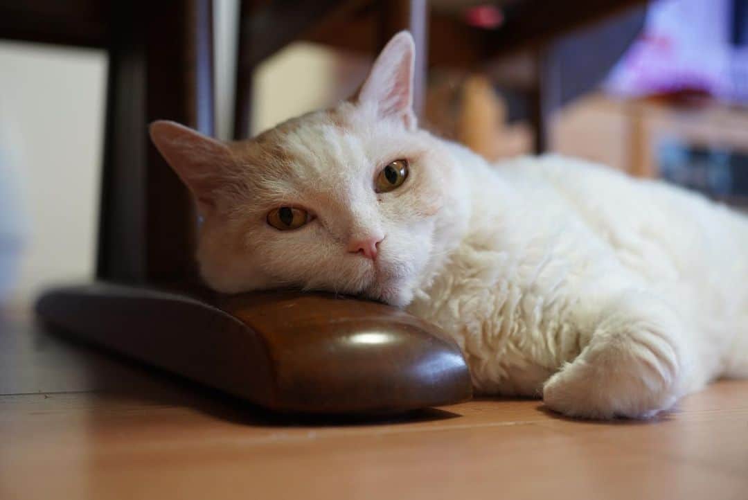 みかんのインスタグラム：「.  硬めの枕がいいにゃりよ！  #レモン #cat #catstagram」