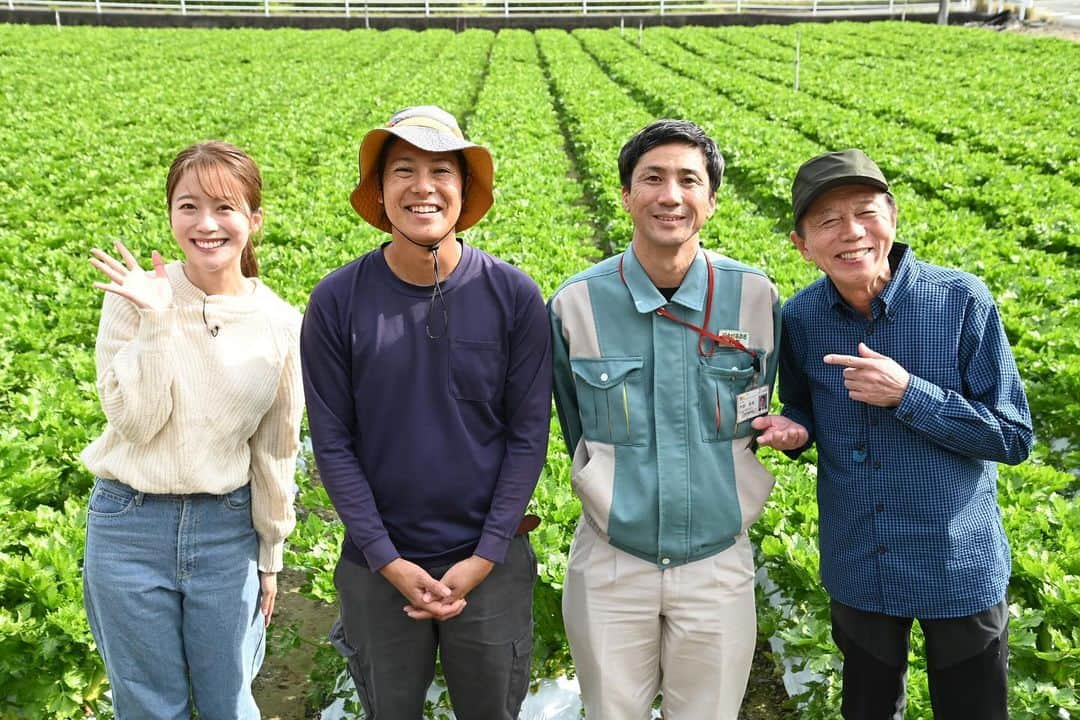 澤井志帆さんのインスタグラム写真 - (澤井志帆Instagram)「.2023.11.19  きょうのごちカンは、JAとぴあ浜松の「セルリー」💚✨ (セロリと呼ぶ方も多いかもしれませんね😉) シャキシャキで味もまろやか、すごく美味しいです🤍  収穫体験をさせていただき、セルリーを使った浜松餃子のアレンジレシピも教えてもらいました🍳🤍  午前11時40分〜放送です！ 見逃した方はDaiichi-TVの公式YouTubeチャンネル、または番組公式サイトから見逃し配信をチェックしてください✔️🩵  #DaiichiTV#アナウンサー#ごちそうカントリー#浜松#浜松市#セルリー#セロリ#セルリー料理#セロリレシピ#浜松餃子」11月19日 9時46分 - shiho_sawai