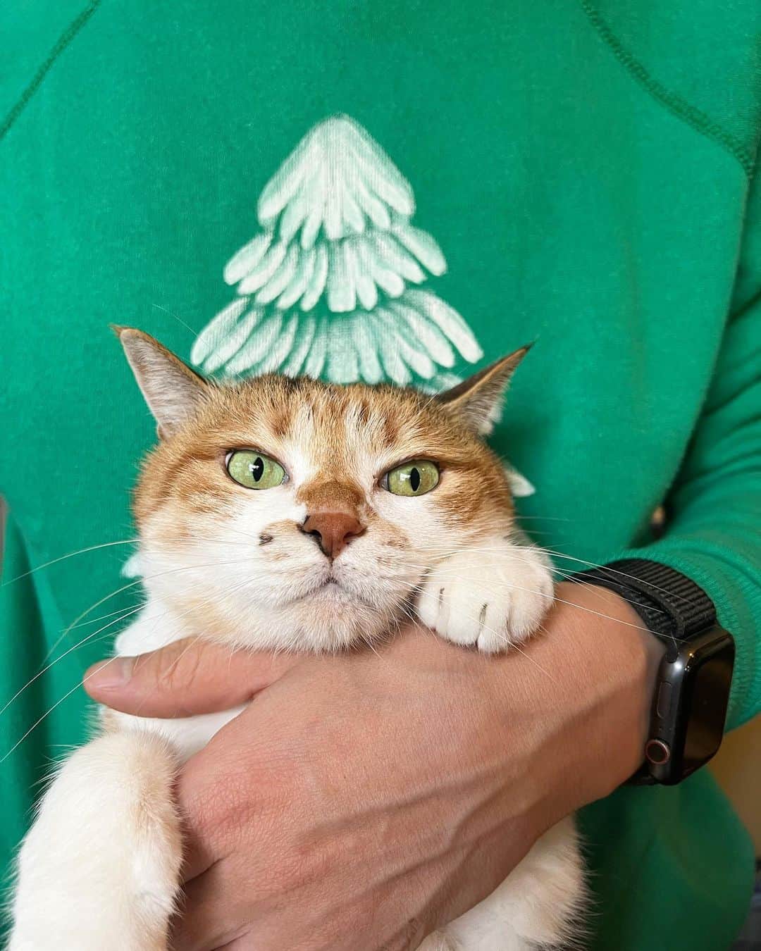 山田稔明さんのインスタグラム写真 - (山田稔明Instagram)「おはよ。昨日下北沢の古着屋で買ったクリスマスムードの80'sヴィンテージスウェット。 #ポチ実 #三毛猫」11月19日 10時06分 - toshiakiyamada