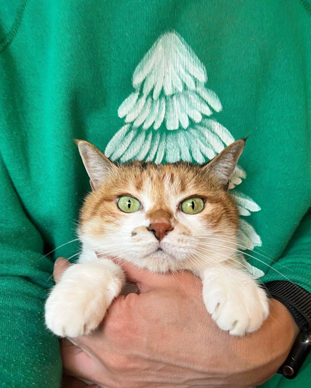 山田稔明さんのインスタグラム写真 - (山田稔明Instagram)「おはよ。昨日下北沢の古着屋で買ったクリスマスムードの80'sヴィンテージスウェット。 #ポチ実 #三毛猫」11月19日 10時06分 - toshiakiyamada