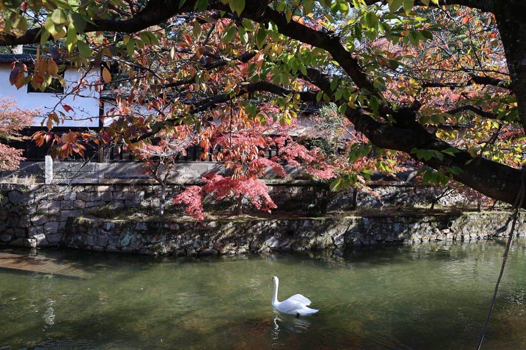 倉敷市さんのインスタグラム写真 - (倉敷市Instagram)「【倉敷美観地区　令和5年11月19日】  秋も深まってきましたね。 11月19日に倉敷美観地区を少し散策してみました。 青空が倉敷川に映り、とてもきれいでした。  #倉敷市 #倉敷 #kurashiki  #クラシキ文華 #クラシキブンカ #japan  #instgramjapan #美観地区 #倉敷美観地区 #bikanhistoricalquarter #oldhouse #白壁 #蔵 #運河 #canal #visitjapanjp #倉敷川　#倉敷館 #倉敷館観光案内所」11月19日 10時08分 - kurashiki_city