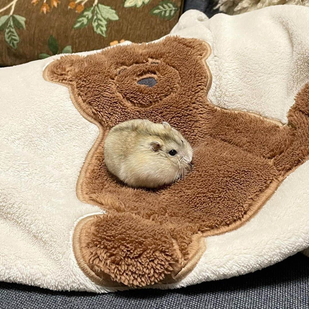 hamster_mocoさんのインスタグラム写真 - (hamster_mocoInstagram)「✻*˸ꕤ*˸*⋆。✻*˸ꕤ*˸*⋆。✻*˸ꕤ*˸*⋆。 なんかちいさくてかわいいやつ🤭♥️🧸🐹  2023.11.19 ✻*˸ꕤ*˸*⋆。✻*˸ꕤ*˸*⋆。✻*˸ꕤ*˸*⋆。 #ハムスターゆず#ハムスター#ジャンガリアンハムスター#ジャンガリアン#ジャンガリアンプディング#プディングジャンガリアン#イエロージャンガリアン#ふわもこ部 #モフモフ#ペット#親バカ部 #hamster#djungarian#hamstagram#hammy#happy_pets#PET_OF_OUR_WORLD#igersjp#ig_japan#instapet#weeklyfluff#kawaii#cute#仓鼠#정글리안#햄스터」11月19日 10時28分 - asahi.fl