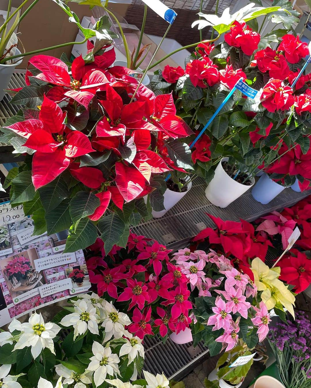 道の駅やちよさんのインスタグラム写真 - (道の駅やちよInstagram)「花の江緑園よりお知らせ💐💐  花の江緑園では、鉢花や切花を沢山ご用意してます。 クリスマスカラーが可愛いポインセチアも、いろんな種類があるんですね👀✨  冬のお庭を彩るガーデンフラワーセットも、ポット20個入って870円‼️ お買い得商品を探しに、皆さまお越しください😊  #道の駅やちよ #お花のある暮らし #寄せ植え #千葉県八千代市 #江緑園」11月19日 10時30分 - michinoeki_yachiyo090720