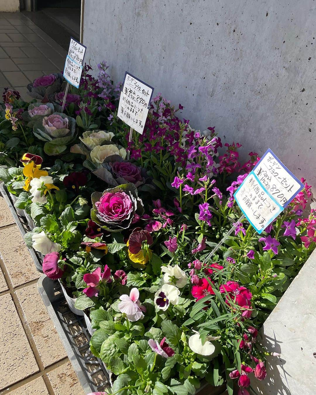 道の駅やちよさんのインスタグラム写真 - (道の駅やちよInstagram)「花の江緑園よりお知らせ💐💐  花の江緑園では、鉢花や切花を沢山ご用意してます。 クリスマスカラーが可愛いポインセチアも、いろんな種類があるんですね👀✨  冬のお庭を彩るガーデンフラワーセットも、ポット20個入って870円‼️ お買い得商品を探しに、皆さまお越しください😊  #道の駅やちよ #お花のある暮らし #寄せ植え #千葉県八千代市 #江緑園」11月19日 10時30分 - michinoeki_yachiyo090720