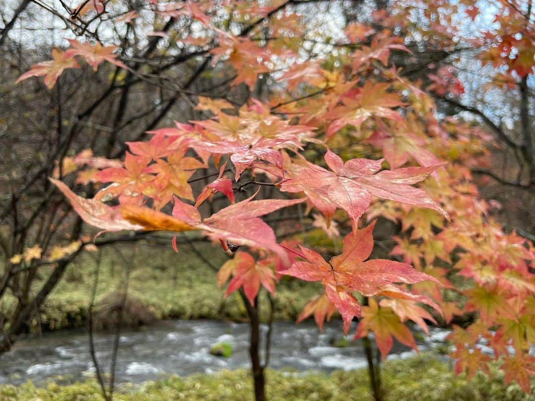 樺澤まどかさんのインスタグラム写真 - (樺澤まどかInstagram)「🍁」11月19日 10時30分 - kabasawa_madoka