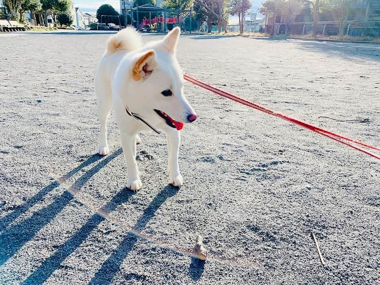 西川進さんのインスタグラム写真 - (西川進Instagram)「こんばんは！  『感情直結型ギタリスト』西川進です！！  ANIMAX MUSIX 2023 横浜！！  終了いたしました！！  感無量、、、。  今回はコロナ禍後初の声出しOKと言う事もあり、、、  本当に盛り上がりましたし、、、  めっちゃくちゃ感動しました、、、。  アーティストのみなさま一人一人の気持ち、、、  ファンのみなさまの気持ち、、、  そしてスタッフやMUSIX BANDの気持ちの粒子が、、、  会場いっぱいに溢れて、、、キラキラしていました、、、。  演奏中何度もうるうるしてしまいました、、、。  今回もANIMAX MUSIXに参加することが出来て、、、  本当に光栄に思います。  アニメミュージックファンのみなさま、 アーティストのみなさま、 関係者のみなさま、 スタッフのみなさま、、、  そして応援してくださるみなさまに感謝いたします。  ＿＿＿＿＿＿＿＿＿＿＿＿＿＿＿  MUSIX BANDも頑張りました！！  ANIMAX MUSIX 2023にMUSIX BANDとして参加させていただきました！！  11/18(土) 横浜アリーナ   Band Master & Guitar　西川進 Drums　青山英樹 Bass　浅倉高昭 Keyboard　ジョー Guitar　二木元太郎 Manipulator　市川知子  https://www.animax.co.jp/animaxmusix/artists/  #animaxmusix  みんな本当に素晴らしかった、、、  43曲、、、頑張りました、、、。  心から信頼できるMUSIX BANDにも、、、  心から感謝しております。  今回のイベントテーマが「お祭り」でしたので、、、  ラストセッションではみんなではっぴを着ました、、、。  （初来日の時のビートルズみたい）  ＿＿＿＿＿＿＿＿＿＿＿＿＿＿＿＿  来年！ANIMAX MUSIXは15周年を迎え、、、  ビッグイベントが増えるようですね！！  またの機会も楽しみにしております！！  今日と明日がみなさまにとって素敵な一日となりますように、、、。  #ミルベストショット #柴犬　#豆柴  ＿＿＿＿＿＿＿＿＿＿＿＿＿＿＿＿＿＿＿＿＿ ＿＿＿＿＿＿＿＿＿＿＿＿＿＿＿＿＿＿＿＿＿  #ミル #愛犬　#白豆柴 #白い豆柴  #sayuras　#サユラス　#西川進　#ギター #ギタリスト　#guitarist #サウンドプロデュース #スマッシュルーム　#SmashRoom #サポートミュージシャン  #レコーディング　#ソロ　#EmöSensatioN　#エモセンセイション　  #ギター教室 #音楽教室 #レッスン #スクール #エモスク  #演奏　#楽器　#音楽」11月19日 10時35分 - susumu_nishikawa_5