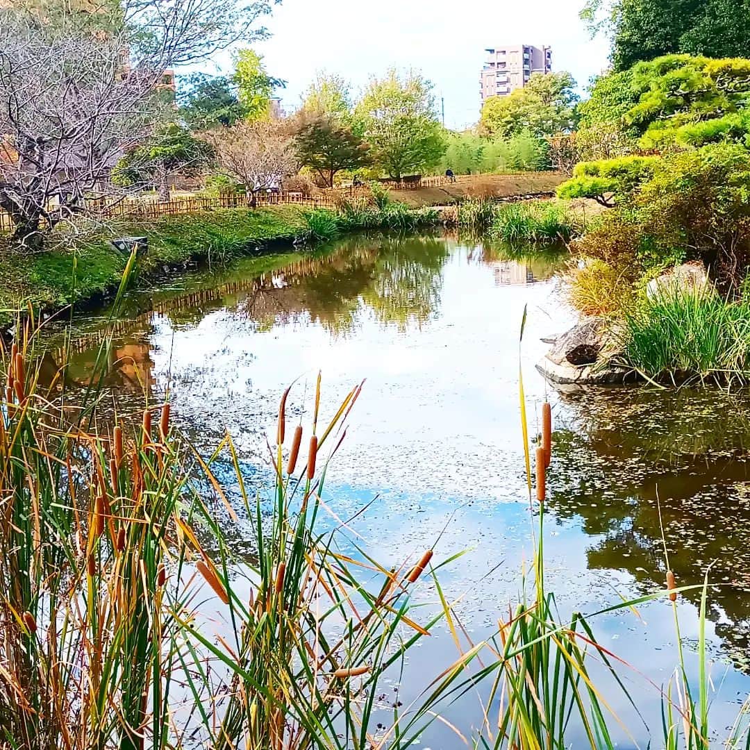 松本隆博のインスタグラム：「。 みなさん、おはようございます☀︎ 今日朝の道後公園です( ᴖ ·̫ ᴖ ) ここで一句‼️‼️‼️‼️‼️  道後にも…………  あった秋田の…  きりたんぽ……  松本山頭歌 ‪(´•ᴗ• ก )‬՞ ՞  さ、午後から今治、バリクリーンへ。  愛媛の子供たちを元気にする会 第3回講演ライブですよ"(∩>ω<∩)"  還暦少年 松本隆博」