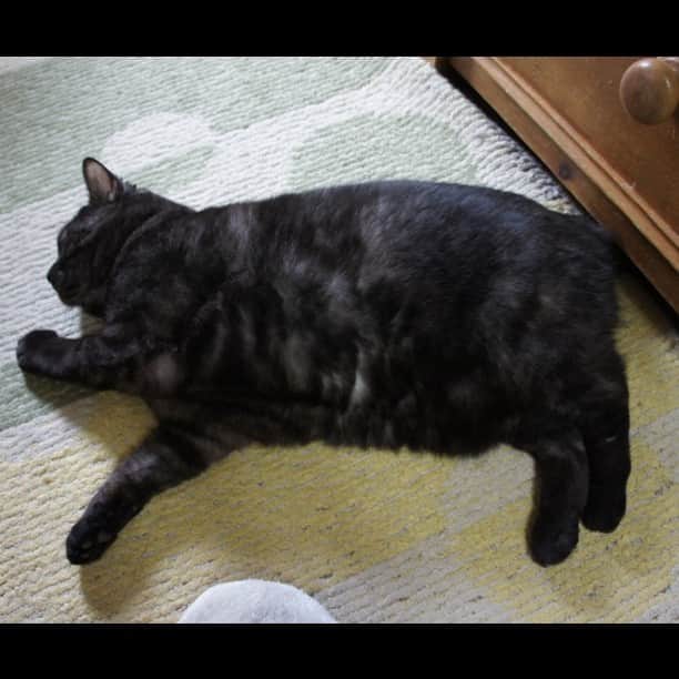 のインスタグラム：「四角い次元。#猫#cat#黒猫#次元」