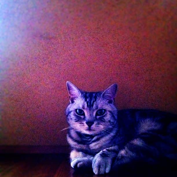 のインスタグラム：「七夕の日が雨で残念…７日夕方のルーク。#cat #cats #neko #gato #ネコ #猫 #luke #ルーク #mk_r #americanshorthair #petstagram」