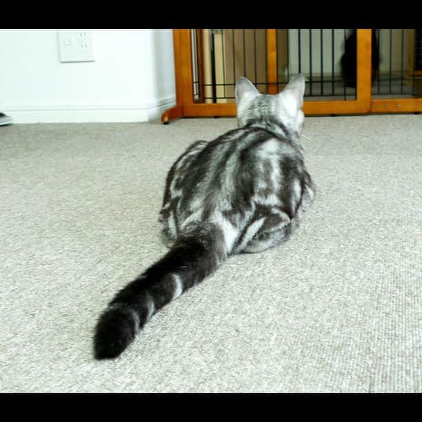 のインスタグラム：「うにの模様(*^^*) マッケレルタビーだったんだねw #cat #neko #猫」