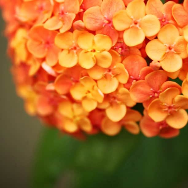 のインスタグラム：「オレンジ色の紫陽花…じゃなっけど(^^;; そう思えば…そう見えなくも無い(^_^)  片頭痛を起こりにくくなる薬があるんだって… 早く教えてくれれば良かったのに… 先週もらって、今それを飲んでて、ずいぶんと毎日が楽です(^o^)」