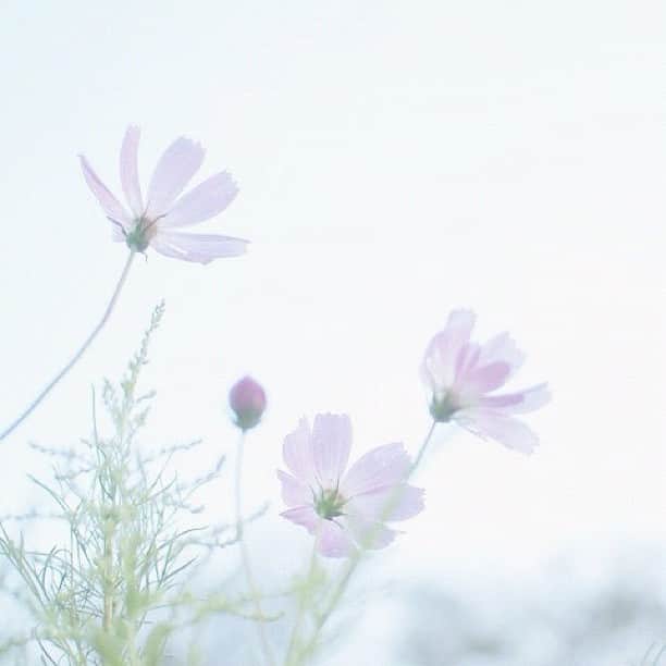 masa_sunのインスタグラム：「G.morning*」