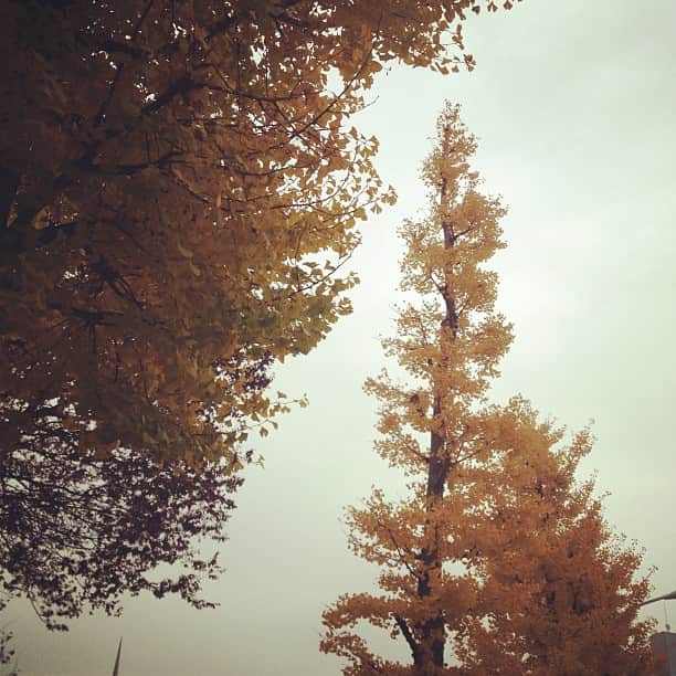 小堀紀代美さんのインスタグラム写真 - (小堀紀代美Instagram)「夏がなかなか終わらず、冬は来るの？？と思ったくらいでした。ちゃんと冬になりました。でも、今ごろ紅葉ですね。」11月30日 14時32分 - likelikekitchen
