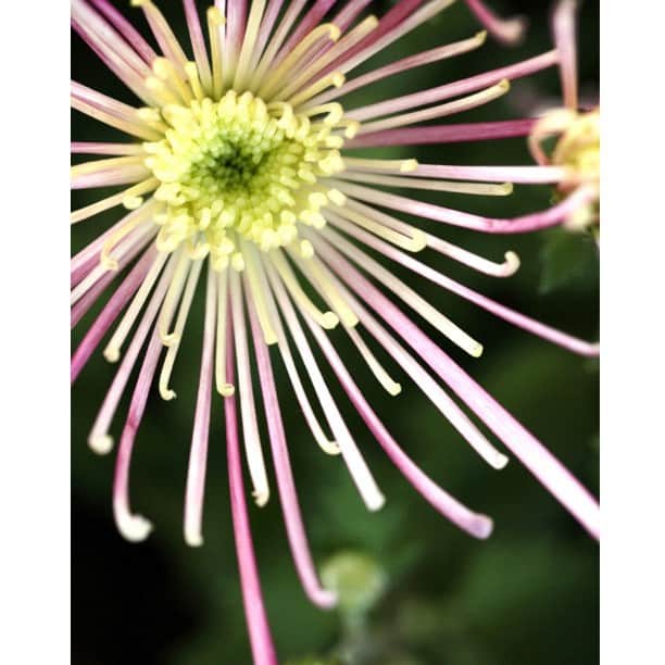 のインスタグラム：「* 花火のような菊の花(^_^)  今週もお疲れ様(^O^)／ 週末もあっという間に終了… 明日からまたお仕事(^^;; 来週もガンバですよ～」