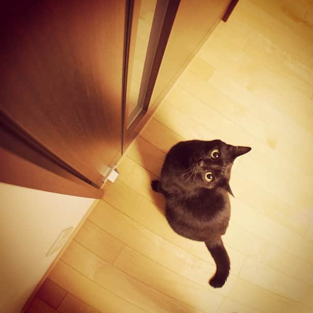 のインスタグラム：「ドアを開けてほしーの #ほしのあき #cat #猫 #ねこ #ねこ部 #黒猫 #neko #blackcat 」