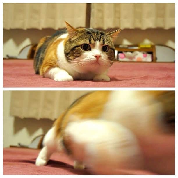 のインスタグラム：「Restless and excited o(≧▽≦)o うひょギー!!💨 #cat #neko #ギーギー #ねこ部 」