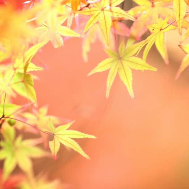 のインスタグラム：「* 毘沙門堂のモミジ… まだミドリだった(^^;;  ドウダンツツジの赤を背景にしてます(^_^) 何とか紅葉っぽく(*^o^*)」
