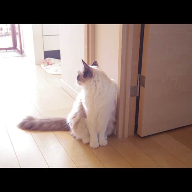 のインスタグラム：「クラムー？  呼んだらこっち向きなさいw  #cat #neko #猫 #ragdoll #PentaxQ #team_p #pentaxfun」