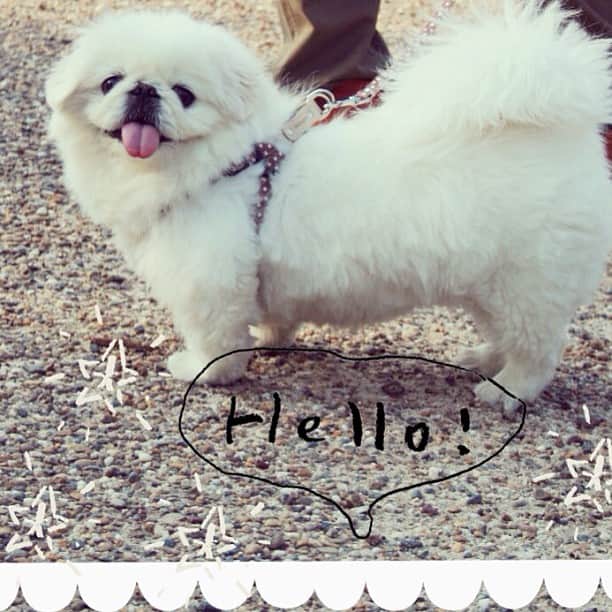 pekimukuさんのインスタグラム写真 - (pekimukuInstagram)「大好きなイラストレーター塩川いづみさんのアプリをLINEカメラでダウンロードしてみました☆今日のおさんぽ写真でちょっとお試し( ❝̆ ·̫̮ ❝̆ )✧ #dog#pekingese#dogoftheday#dogofthedayjp#犬#いぬ#ペキニーズ#ペキスタグラム」5月6日 20時24分 - pekimuku