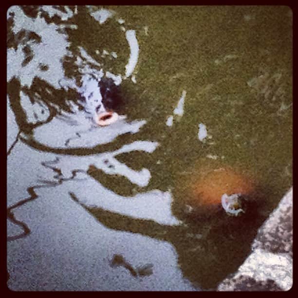 北川エリカのインスタグラム：「鯉のパクパクの瞬間。隣、ボケ〜っと浮いてる亀w」