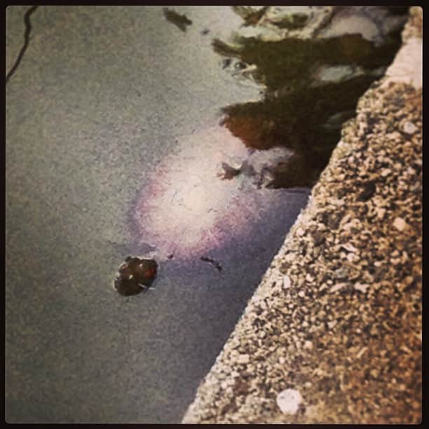 北川エリカのインスタグラム：「カメが公園の池で泳いでるw」