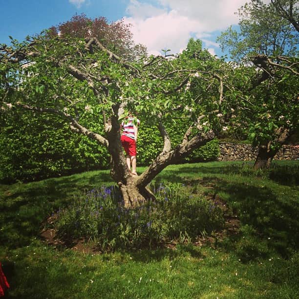 ジェシカ・スタムさんのインスタグラム写真 - (ジェシカ・スタムInstagram)「Tristan climbs the apple tree」5月13日 4時29分 - jessicastamofficial
