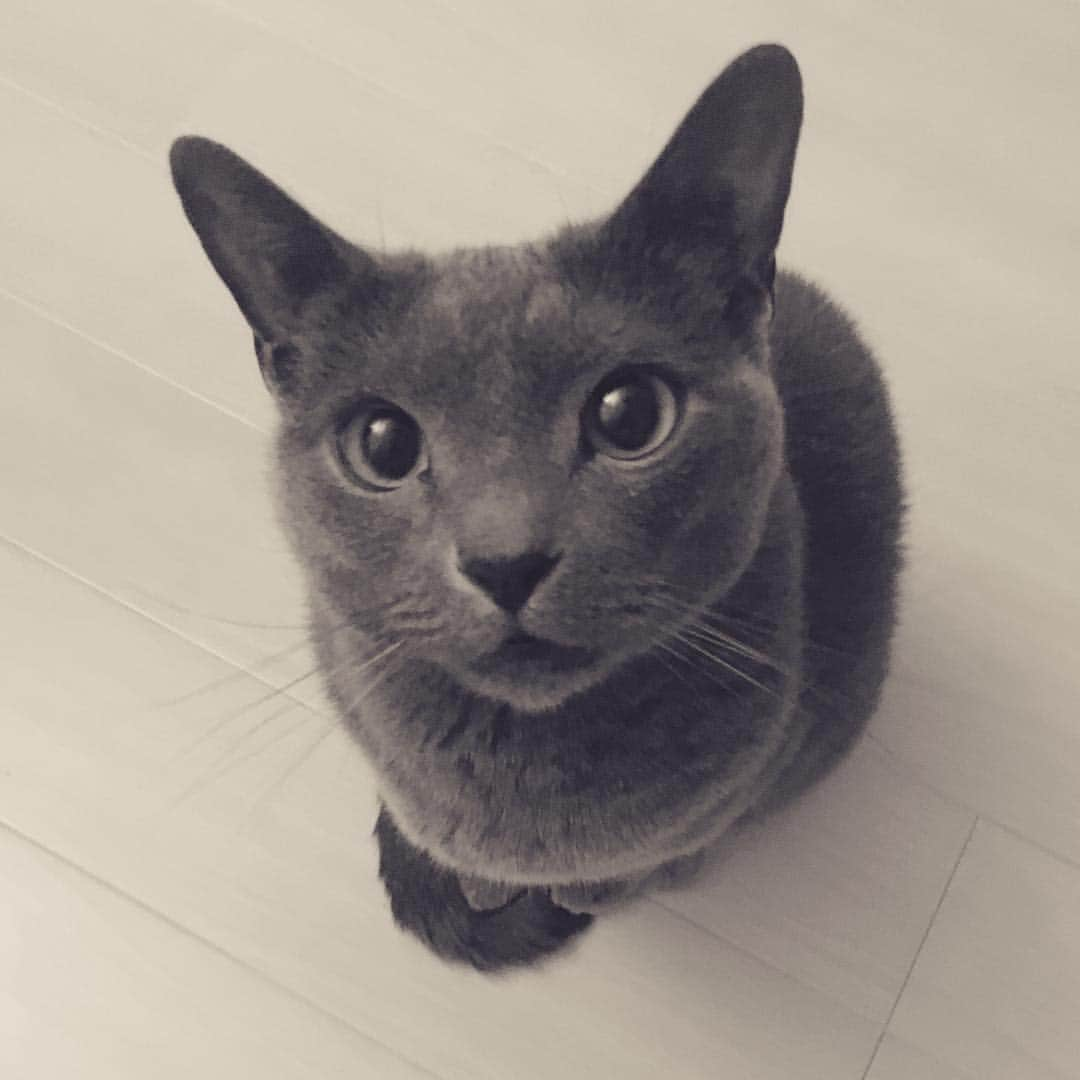 ミーちゃんのインスタグラム：「今日で仕事納め😊#cat #russianblue #neko #catsofinstagram #catstagram #猫 #ネコ #ねこ #ロシアンブルー#グレ猫倶楽部」