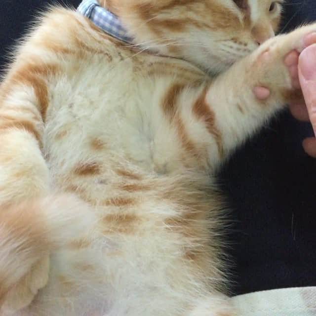 コテツのインスタグラム