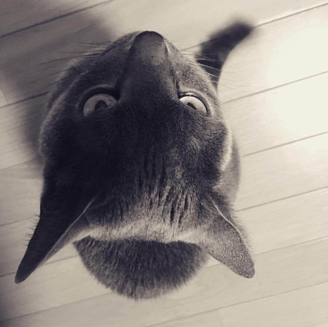 ミーちゃんのインスタグラム：「😊#cat #russianblue #neko #catsofinstagram #catstagram #猫 #ネコ #ねこ #ロシアンブルー#グレ猫倶楽部」