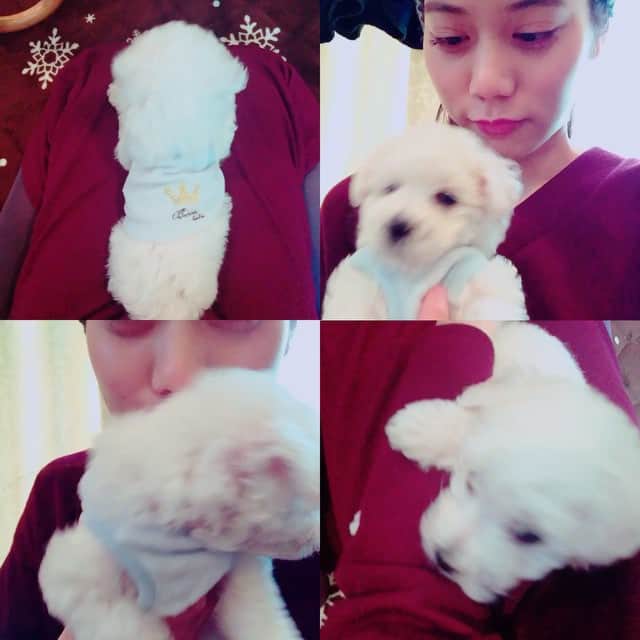 松山愛里のインスタグラム：「💓🐶🙋🏻☺️💓 #ビションフリーゼ #松山ノエル #連れて帰っていいですか #福岡帰省中 #松山家長男」