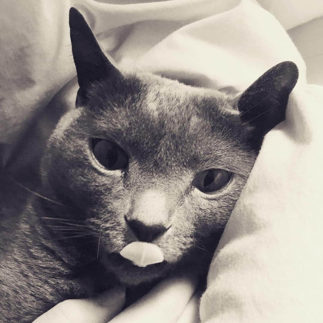 ミーちゃんのインスタグラム：「あと数時間で今年も終わりですね。今年もあっという間に過ぎていった感じです。 来年は目標を決めやりたい事を存分に楽しもうと思う😊#cat #russianblue #neko #catsofinstagram #catstagram #猫 #ネコ #ねこ #ロシアンブルー#グレ猫倶楽部」
