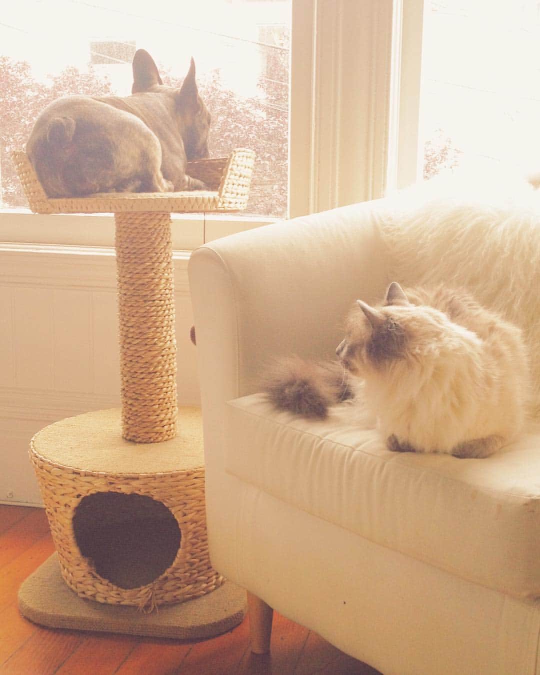 のインスタグラム：「Typical. #sharingiscaring #unlikelyfriends」