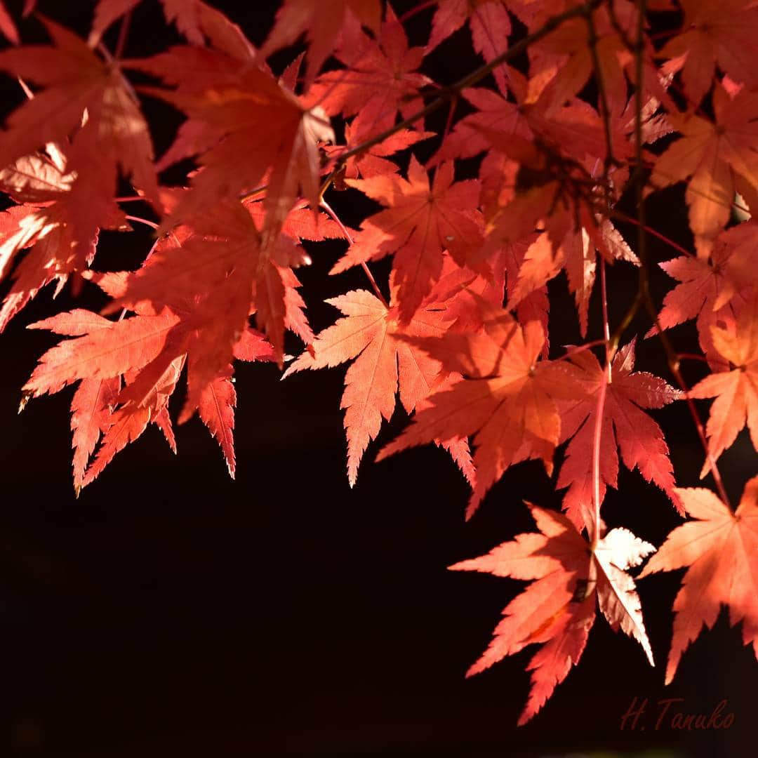 たぬこさんのインスタグラム写真 - (たぬこInstagram)「﻿location: Tokyo, Japan」12月11日 23時53分 - hirobotanuko