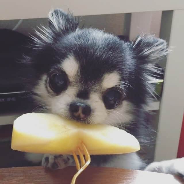 ダダのインスタグラム